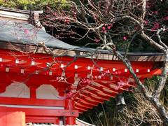 100113荏柄天神ウメ2