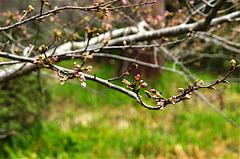 160321�߳л����ᥤ�襷��