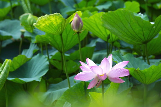 170709��ʿ�ӥϥ�1