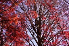 101208»â»ÒÉñ¹ÈÍÕ5