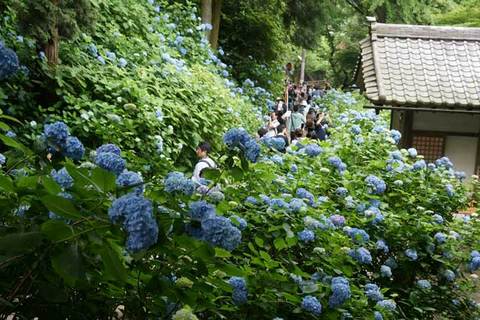 090613明月院アジサイ1