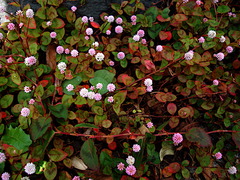 181024�繪���ҥ�ĥ륽��