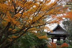 121203妙本寺紅葉2