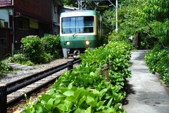 130529御霊神社アジサイ
