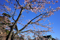 170212長谷寺河津桜