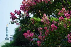 130812�ܳл����륹�٥�2