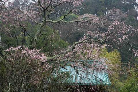 100324¸÷§»û¥·¥À¥ì¥¶¥¯¥é