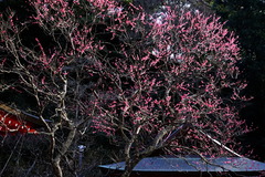 170123����ŷ���ҥ���2