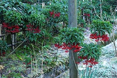 160114��Ļ��ޥ��祦