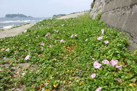 090513��Τ���ͥϥޥҥ륬��