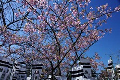 120327八幡宮河津桜