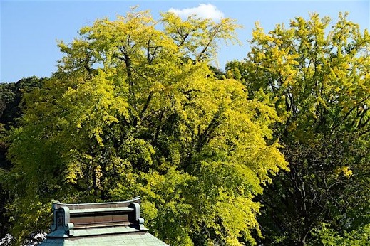 151112Ĺ��������