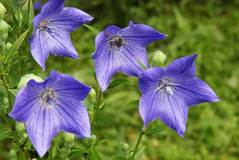 090704�����������祦