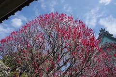 120314宝戒寺ウメ