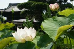 090627本覚寺ハス