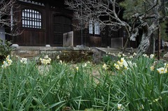 120114瑞泉寺スイセン2