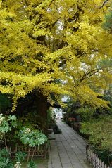 051126安国論寺黄葉2