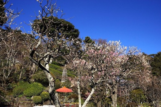 170212長谷寺ウメ1
