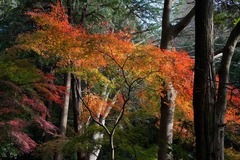 101219妙本寺紅葉2