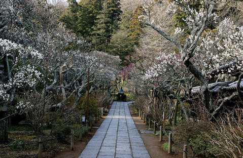 090214東慶寺ウメ1