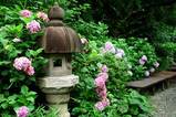 070701瑞泉寺アジサイ