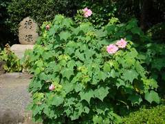 090823��̯���ե襦