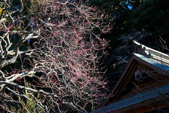 180114荏柄天神社ウメ2