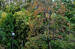 111019Ä罡»û¥«¥