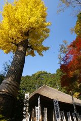 071208���ܻ�����