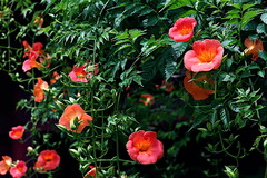 160626̯�ܻ��Υ����󥫥���2