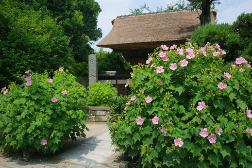 110813�˳ڻ��ե襦