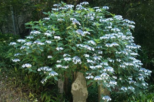 110622��¢����������