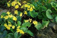 121113���ܱ��ĥ�֥�