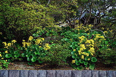 181113���ܱ��ĥ�֥�1