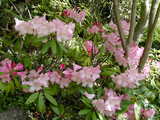 050423Ĺë»û¥·¥ã¥¯¥Ê¥²