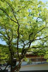 070414円覚寺新緑2