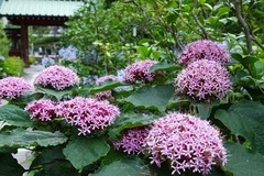 130703�繪�����ޥ��Υ�����