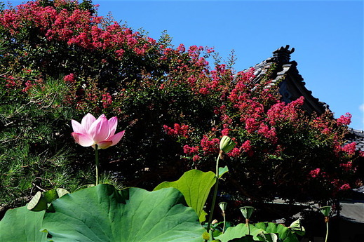 160807�ܳл����륹�٥�