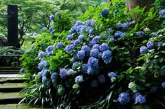 120706̯ËÜ»û¥¢¥¸¥µ¥¤£²
