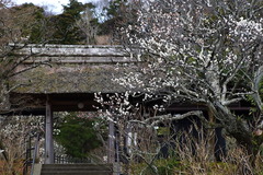 160215Åì·Ä»û¥¦¥á1