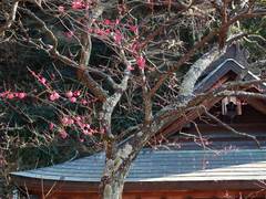 100113荏柄天神ウメ1