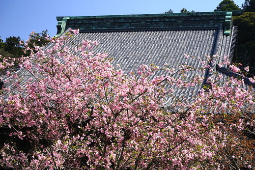 190406妙本寺カイドウ