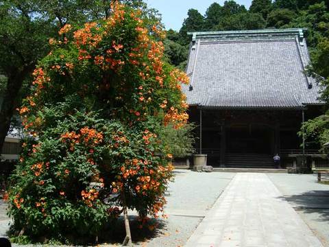 090715妙本寺ノウゼンカズラ1