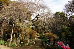 100123宝戒寺シダレウメ
