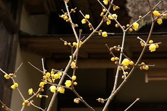 150107���һ������Х�