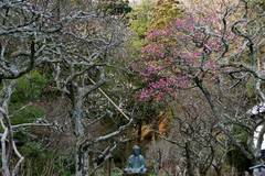 100123東慶寺ウメ1