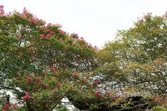 090822���������륹�٥�