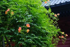 130624̯�ܻ��Υ����󥫥���