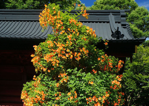 180630̯�ܻ��Υ����󥫥���1