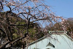 110226³¤Â¢»û¥¦¥á2